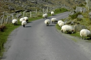 Irische Idylle: Schafe gehen ihren Weg
